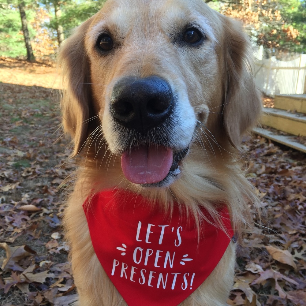 Dog Bandana - Let's Open Presents - Small